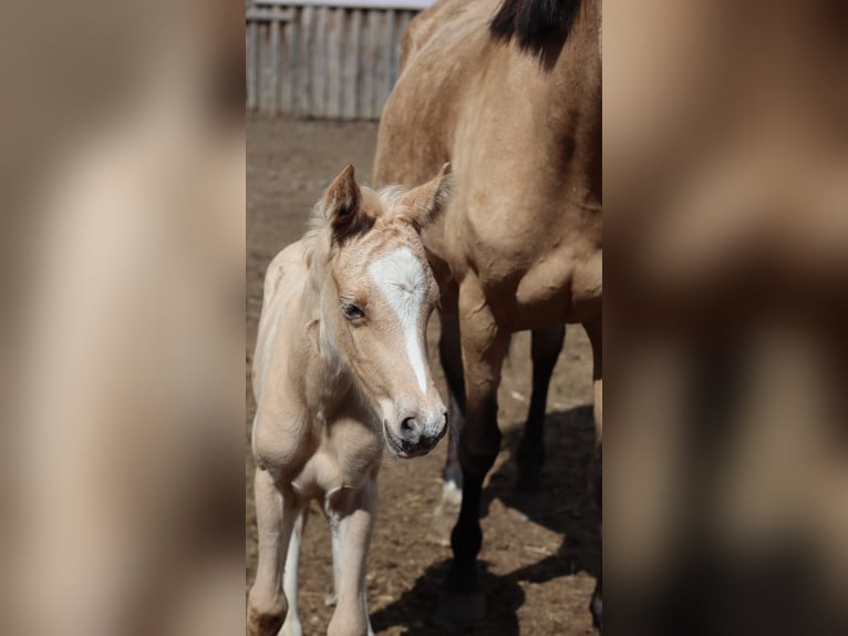 Deutsches Reitpony Hengst  148 cm Palomino in Zell