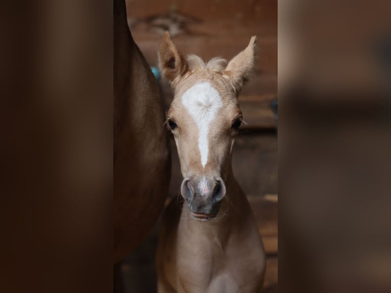 Deutsches Reitpony Hengst  148 cm Palomino in Zell