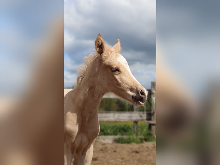 Deutsches Reitpony Hengst  148 cm Palomino in Zell