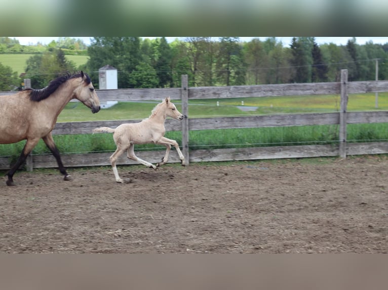 Deutsches Reitpony Hengst  148 cm Palomino in Zell