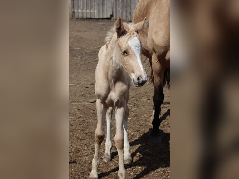 Deutsches Reitpony Hengst  148 cm Palomino in Zell