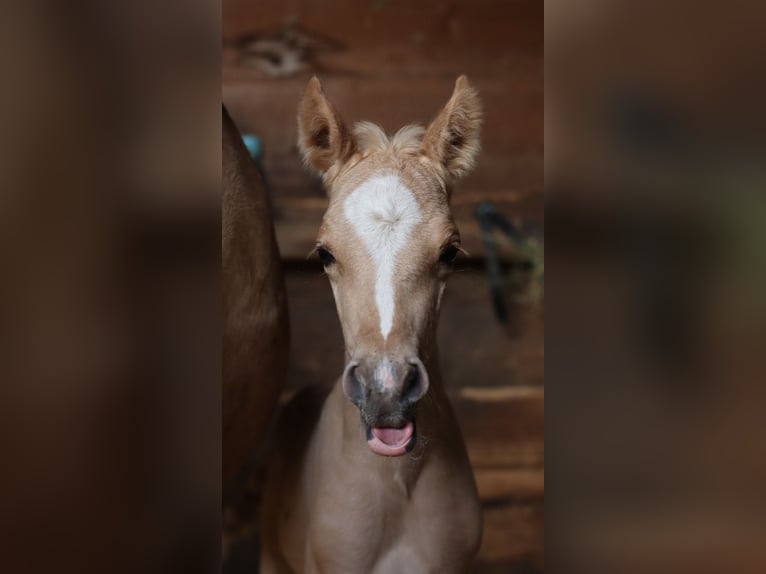Deutsches Reitpony Hengst  148 cm Palomino in Zell