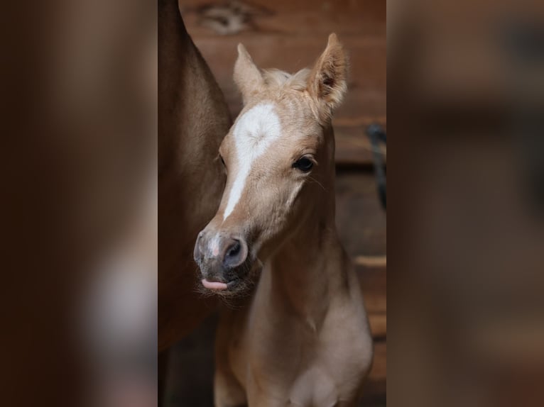 Deutsches Reitpony Hengst  148 cm Palomino in Zell