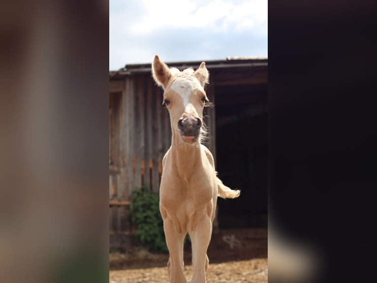 Deutsches Reitpony Hengst  148 cm Palomino in Zell