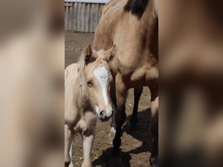 Deutsches Reitpony Hengst  148 cm Palomino in Zell