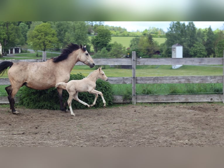 Deutsches Reitpony Hengst  148 cm Palomino in Zell