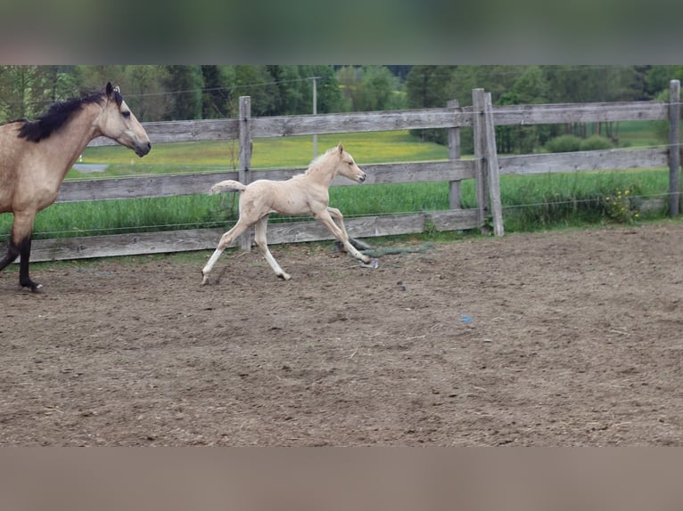 Deutsches Reitpony Hengst  148 cm Palomino in Zell