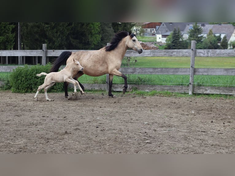 Deutsches Reitpony Hengst  148 cm Palomino in Zell