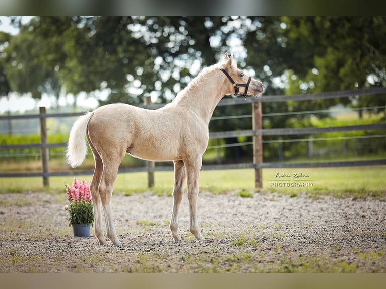 Deutsches Reitpony Hengst Fohlen (04/2025) 148 cm Palomino in Walsrode