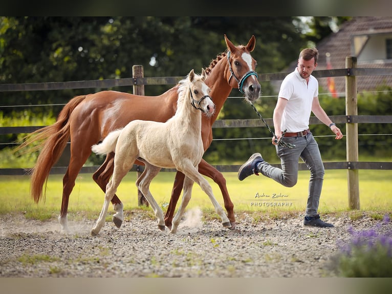 Deutsches Reitpony Hengst Fohlen (04/2025) 148 cm Palomino in Walsrode