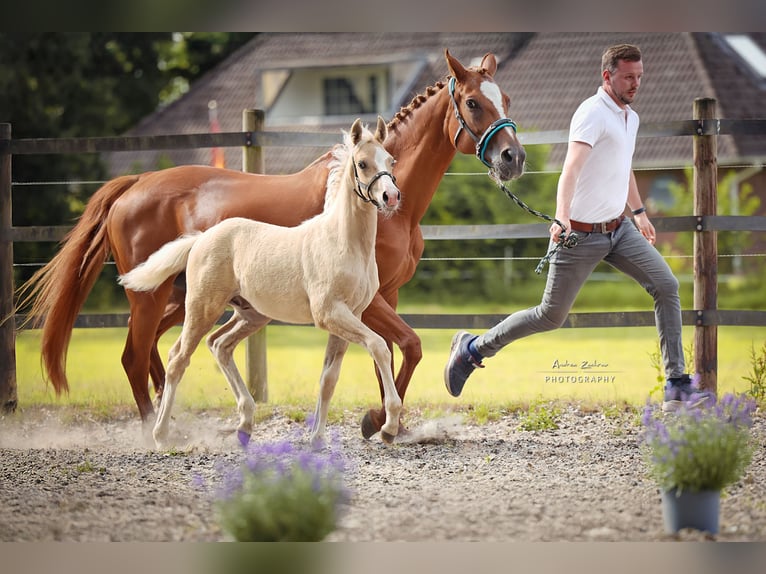 Deutsches Reitpony Hengst Fohlen (04/2025) 148 cm Palomino in Walsrode