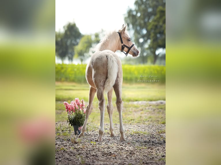Deutsches Reitpony Hengst Fohlen (04/2025) 148 cm Palomino in Walsrode