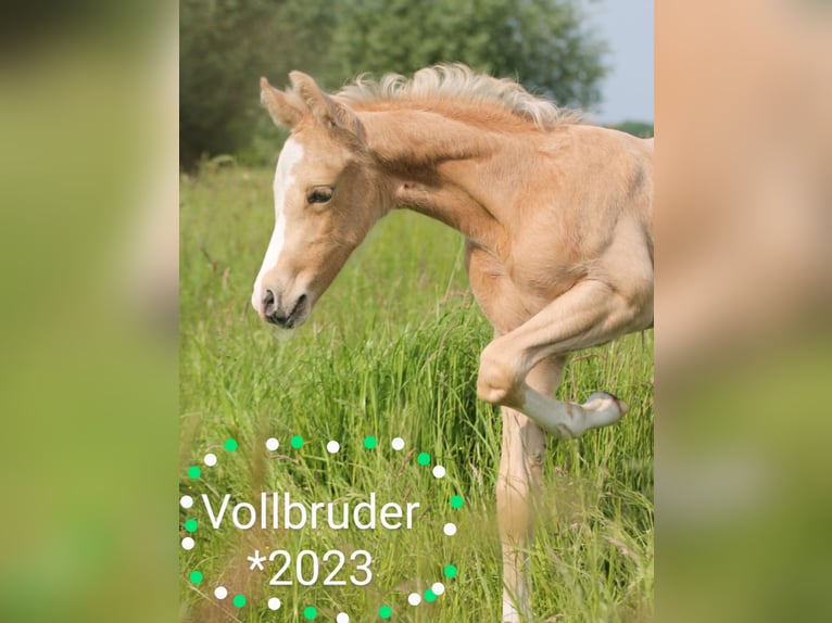 Deutsches Reitpony Hengst  148 cm Palomino in M&#xFC;nster