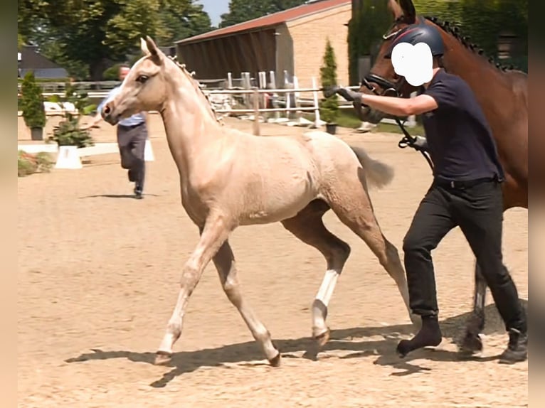 Deutsches Reitpony Hengst  148 cm Palomino in M&#xFC;nster