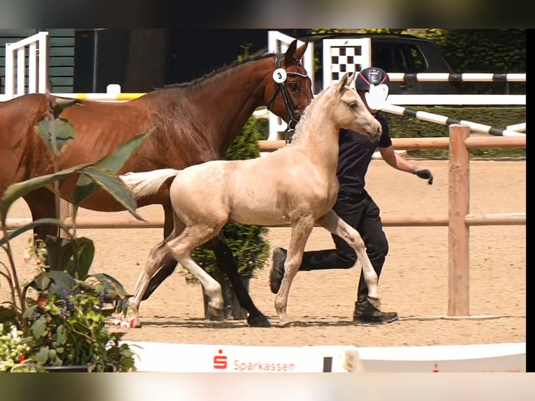 Deutsches Reitpony Hengst  148 cm Palomino in M&#xFC;nster