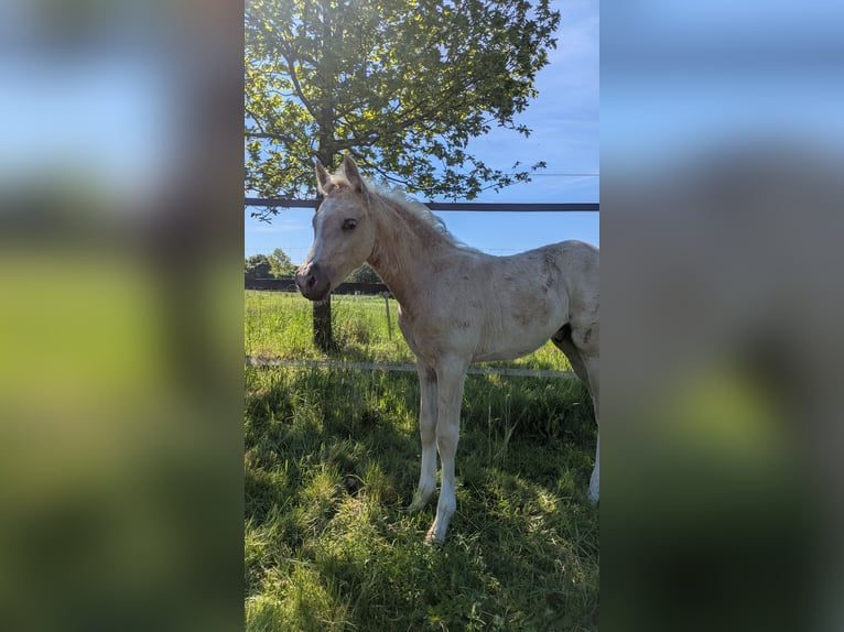 Deutsches Reitpony Hengst  148 cm Palomino in M&#xFC;nster