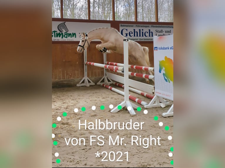Deutsches Reitpony Hengst  148 cm Palomino in M&#xFC;nster