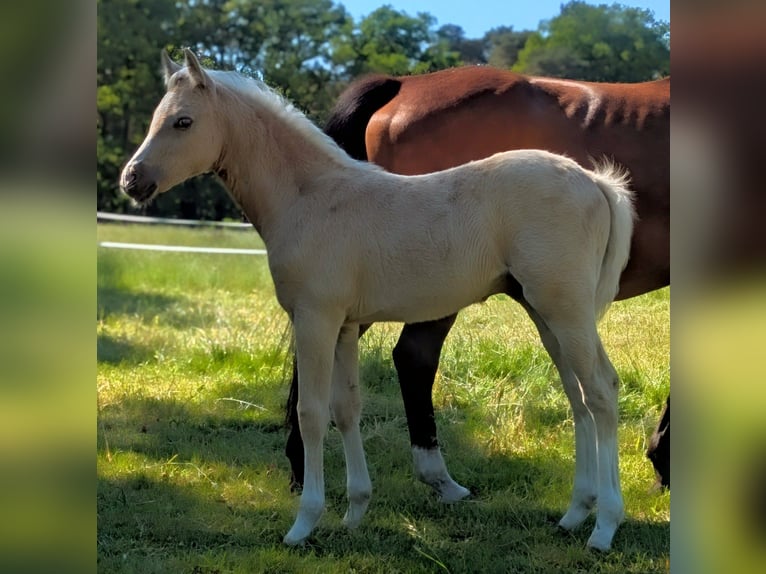 Deutsches Reitpony Hengst  148 cm Palomino in M&#xFC;nster