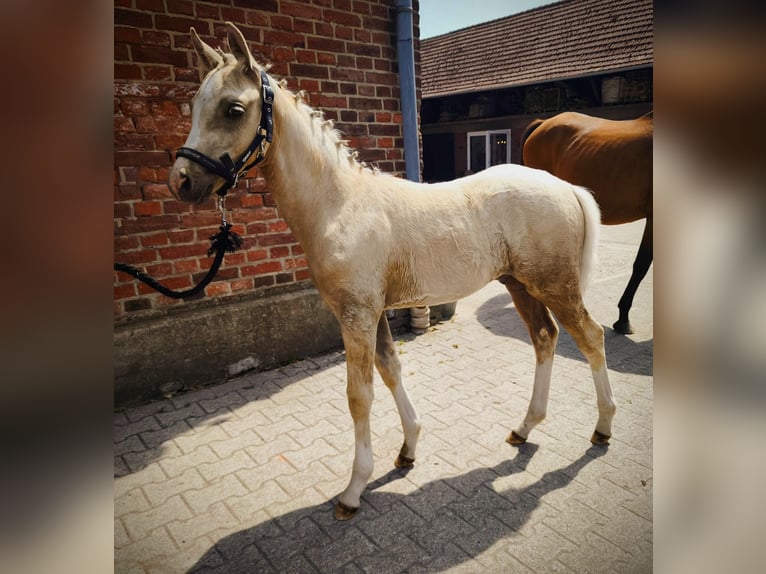 Deutsches Reitpony Hengst  148 cm Palomino in M&#xFC;nster