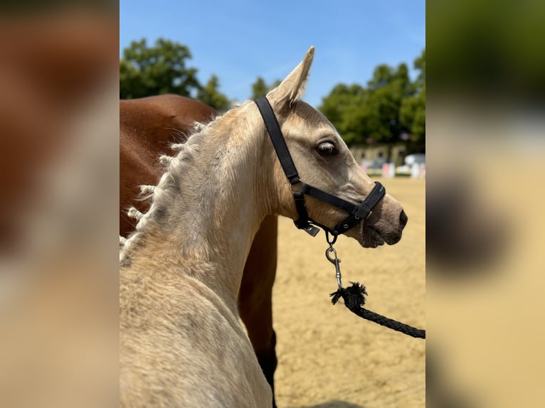 Deutsches Reitpony Hengst  148 cm Palomino in M&#xFC;nster