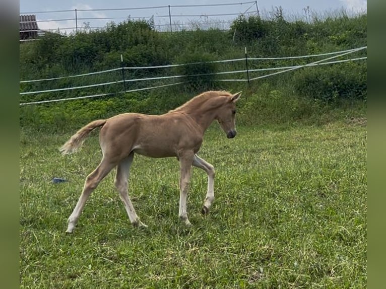 Deutsches Reitpony Hengst  148 cm Palomino in Pitten