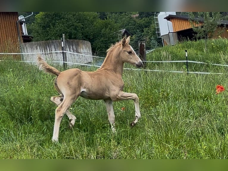 Deutsches Reitpony Hengst  148 cm Palomino in Pitten
