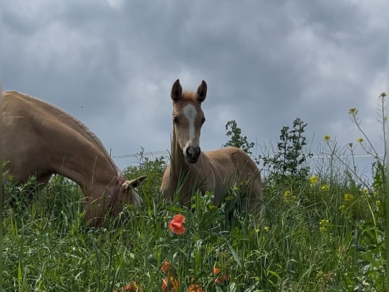 Deutsches Reitpony Hengst  148 cm Palomino in Pitten