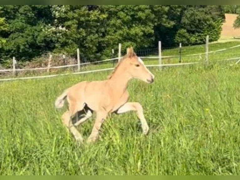 Deutsches Reitpony Hengst  148 cm Palomino in Pitten