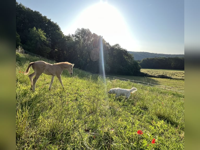 Deutsches Reitpony Hengst  148 cm Palomino in Pitten