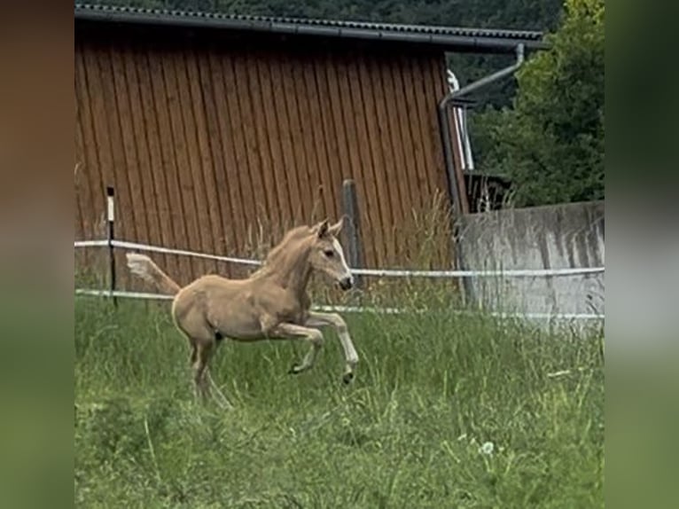 Deutsches Reitpony Hengst  148 cm Palomino in Pitten