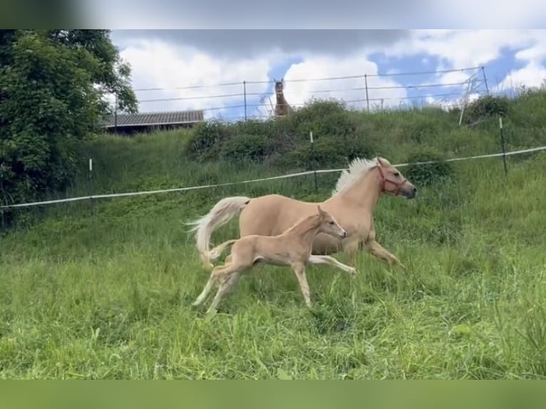 Deutsches Reitpony Hengst  148 cm Palomino in Pitten