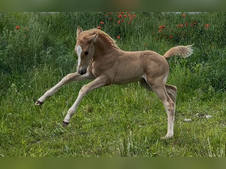 Deutsches Reitpony Hengst  148 cm Palomino in Pitten