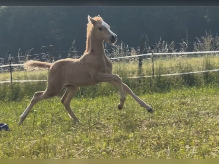 Deutsches Reitpony Hengst  148 cm Palomino in Pitten