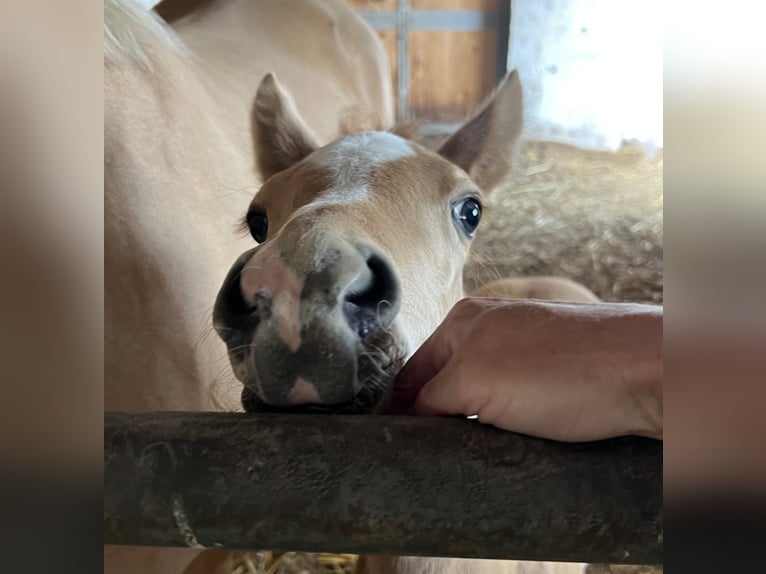 Deutsches Reitpony Hengst  148 cm Palomino in Pitten