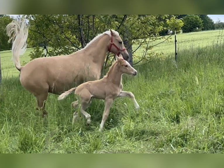 Deutsches Reitpony Hengst  148 cm Palomino in Pitten