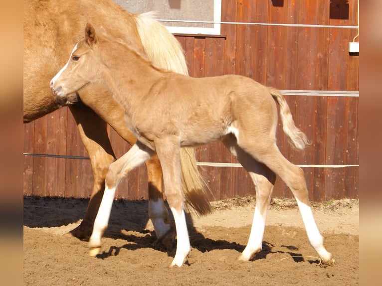 Deutsches Reitpony Hengst  148 cm Palomino in Velpke