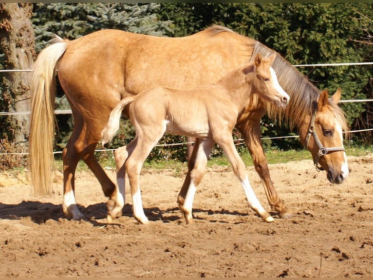 Deutsches Reitpony Hengst  148 cm Palomino in Velpke