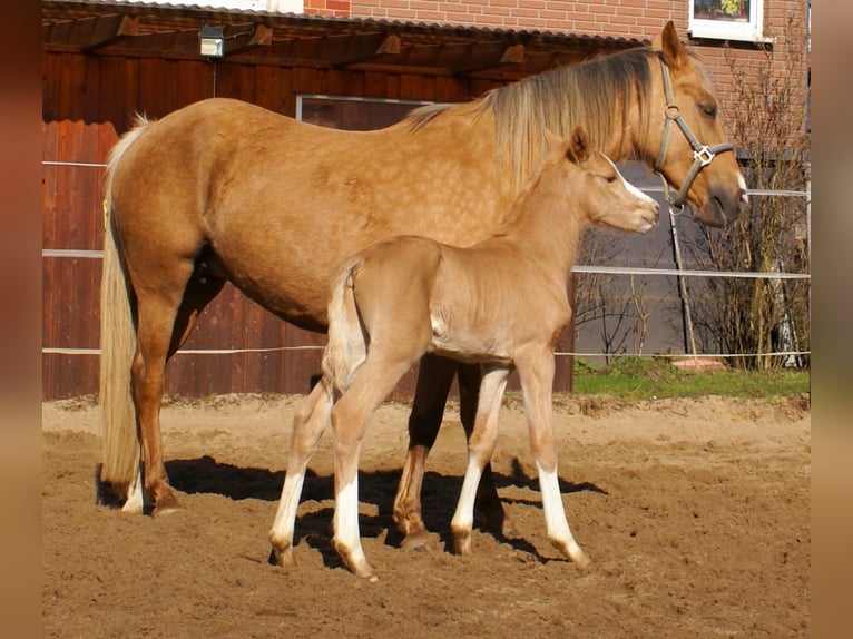 Deutsches Reitpony Hengst  148 cm Palomino in Velpke