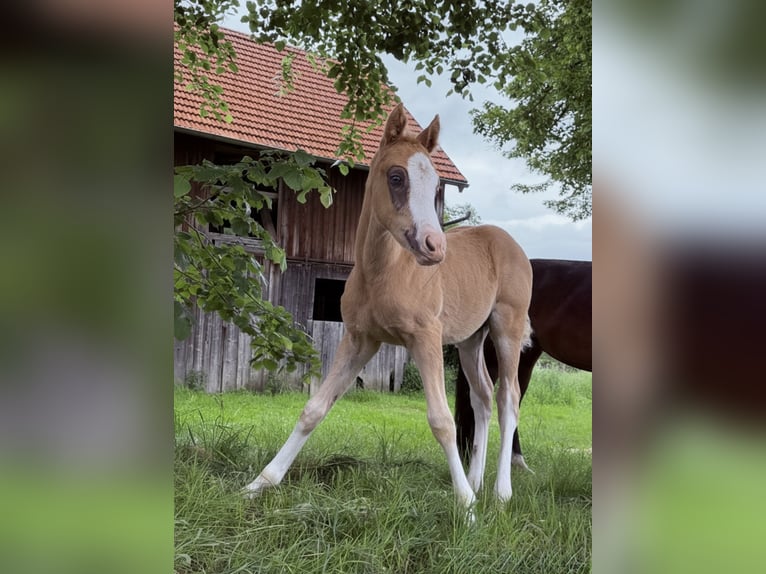 Deutsches Reitpony Hengst Fohlen (04/2026) 148 cm Palomino in Marktschorgast