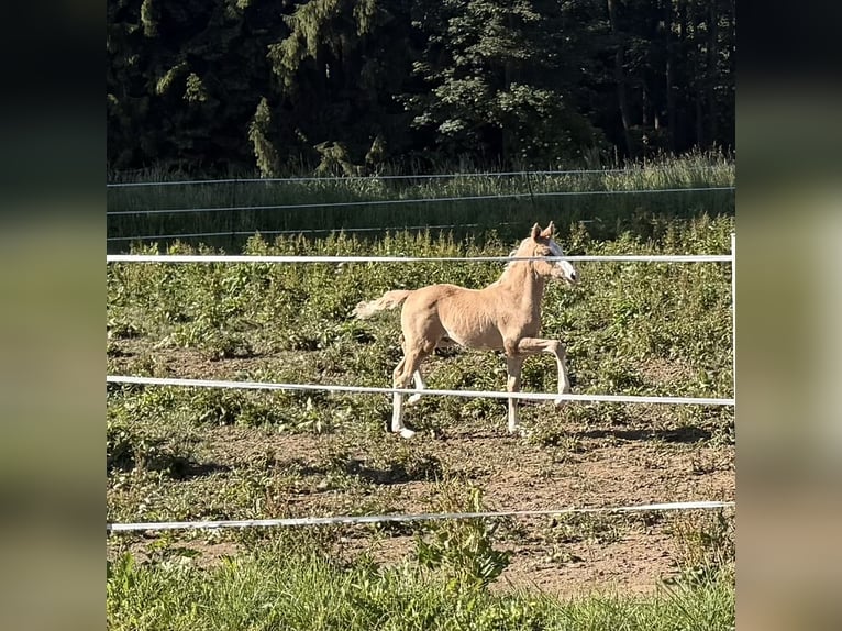 Deutsches Reitpony Hengst Fohlen (04/2026) 148 cm Palomino in Marktschorgast