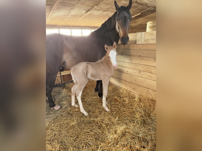 Deutsches Reitpony Hengst Fohlen (04/2026) 148 cm Palomino in Marktschorgast