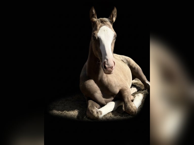 Deutsches Reitpony Hengst Fohlen (04/2026) 148 cm Palomino in Bad Berneck im Fichtelgebirge