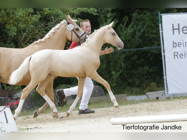 Deutsches Reitpony Hengst Fohlen (03/2026) 148 cm Palomino in Hamm
