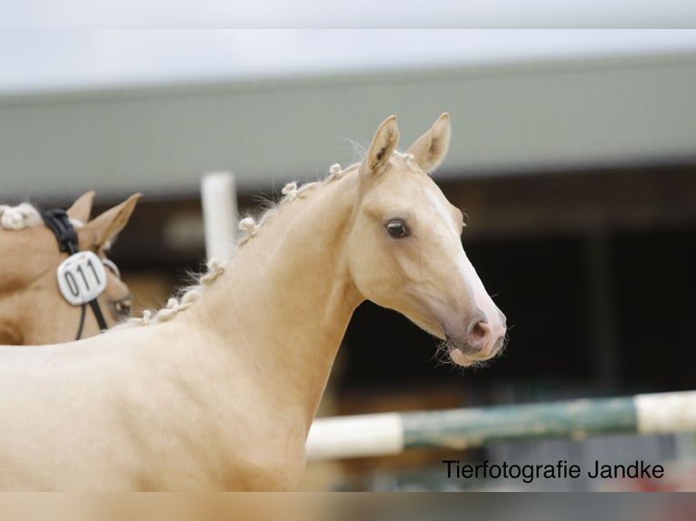 Deutsches Reitpony Hengst Fohlen (03/2026) 148 cm Palomino in Hamm