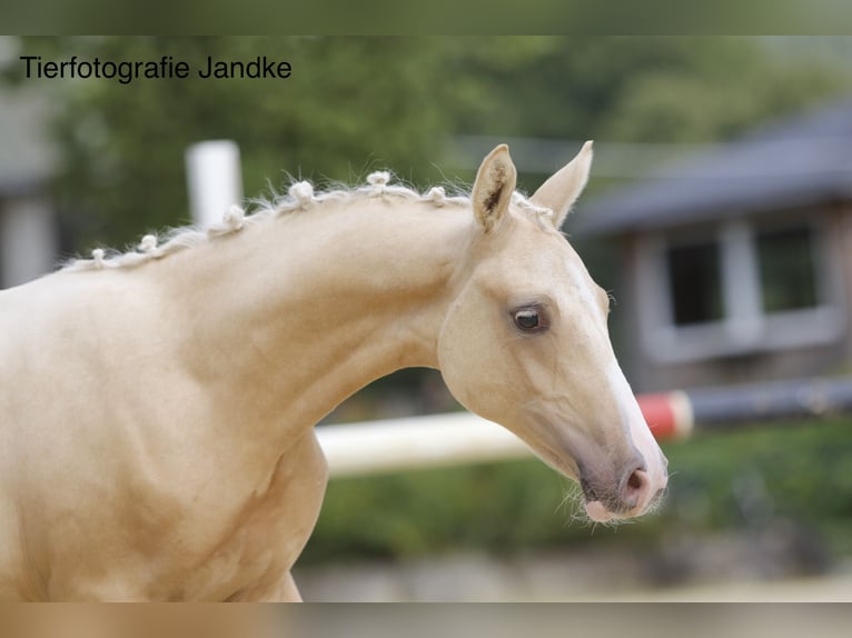 Deutsches Reitpony Hengst Fohlen (03/2026) 148 cm Palomino in Hamm