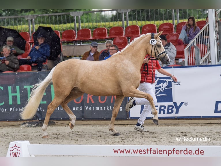 Deutsches Reitpony Hengst Fohlen (03/2026) 148 cm Palomino in Hamm