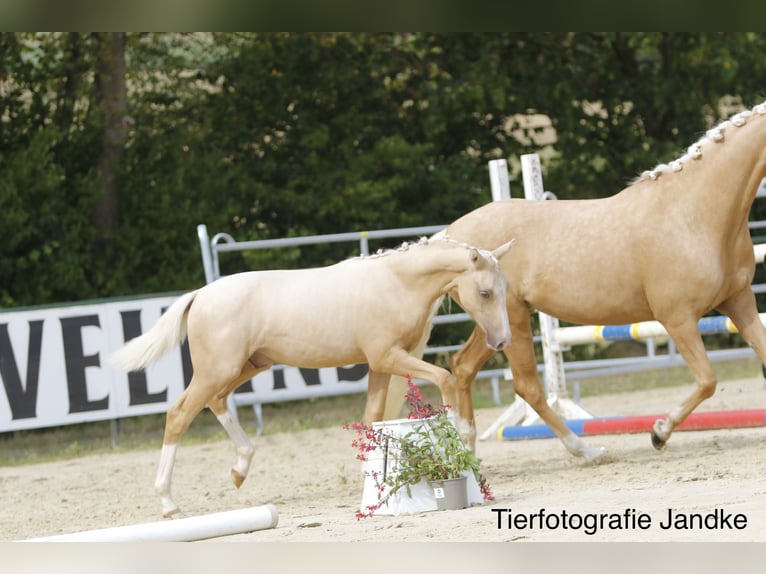 Deutsches Reitpony Hengst Fohlen (03/2026) 148 cm Palomino in Hamm