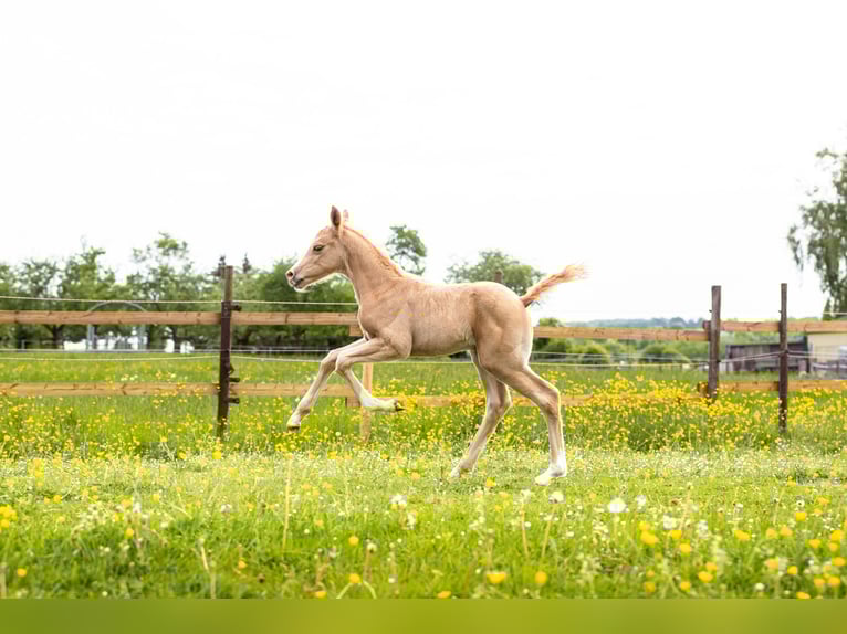 Deutsches Reitpony Mix Hengst  148 cm Palomino in Kehlen