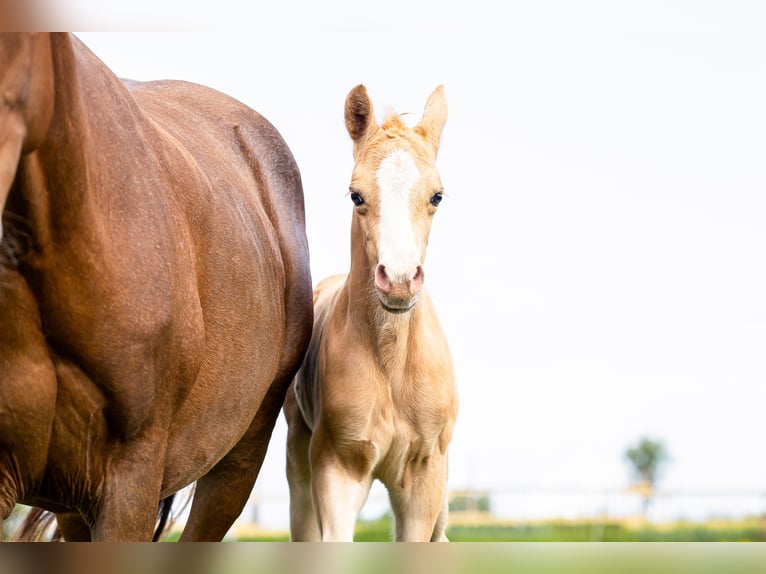 Deutsches Reitpony Mix Hengst  148 cm Palomino in Kehlen