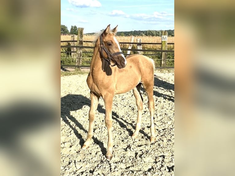 Deutsches Reitpony Hengst Fohlen (04/2026) 148 cm Palomino in Alpen